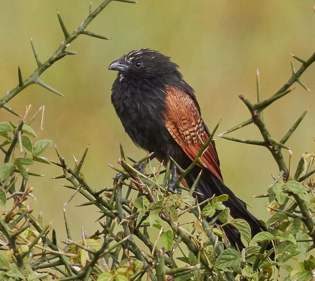 Black Coucal - ML31691651