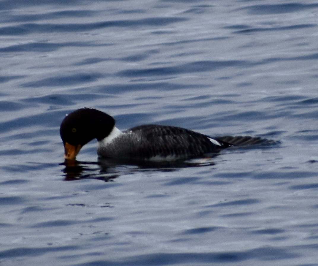 Barrow's Goldeneye - ML316916751