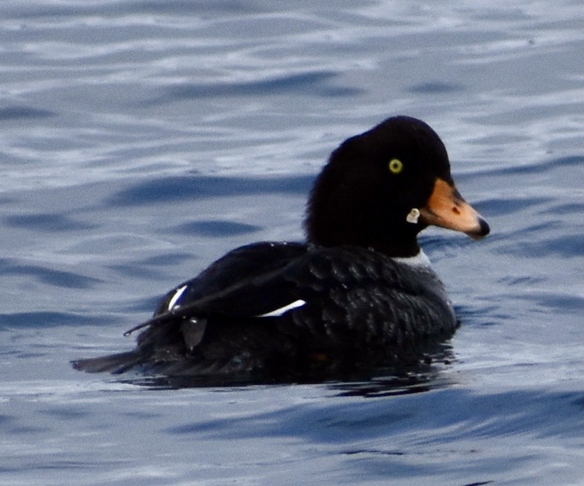 Barrow's Goldeneye - ML316916761