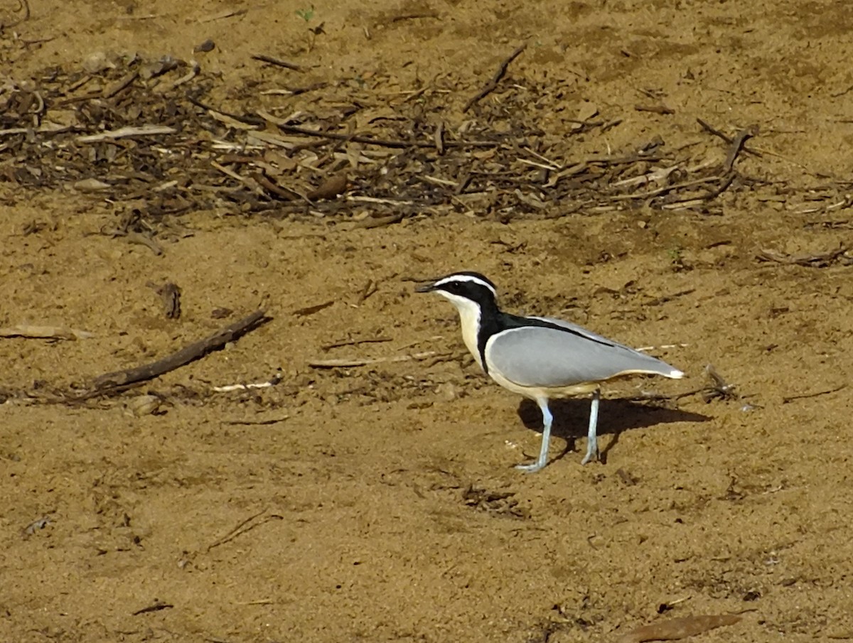 běhulíkovec pestrý - ML316917611