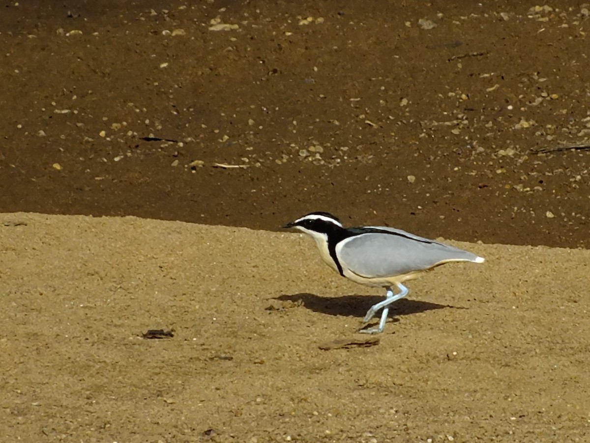 běhulíkovec pestrý - ML316917651