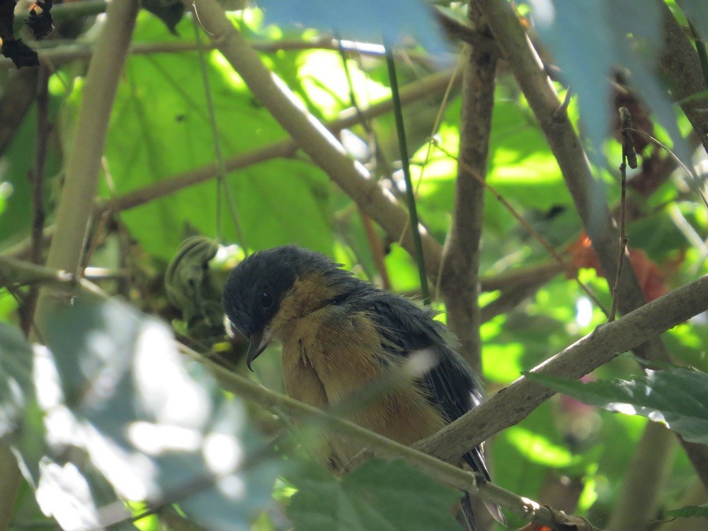 Rusty Flowerpiercer - ML31691771