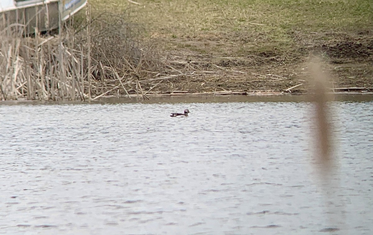 Long-tailed Duck - ML316917921