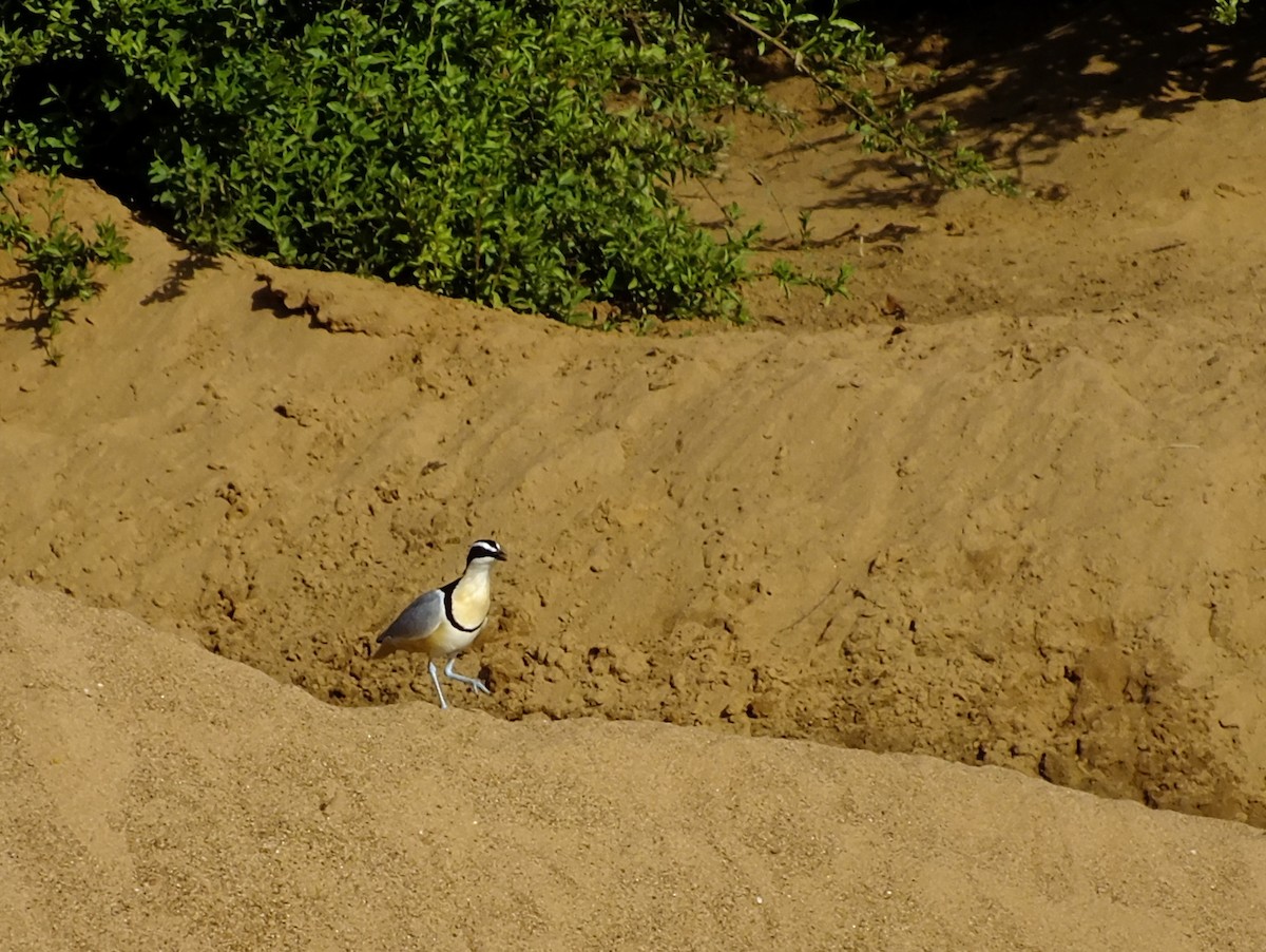 běhulíkovec pestrý - ML316917961