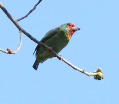 Malabar Barbet - ML316918021