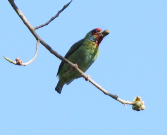 Malabar Barbet - ML316918051