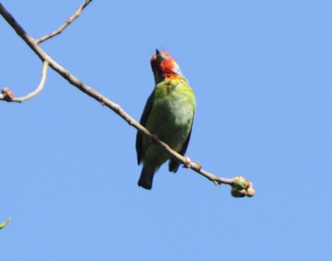 Malabar Barbet - ML316918061