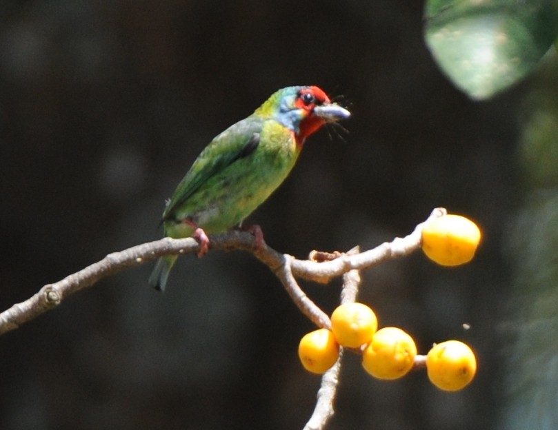 Malabar Barbet - ML316918071