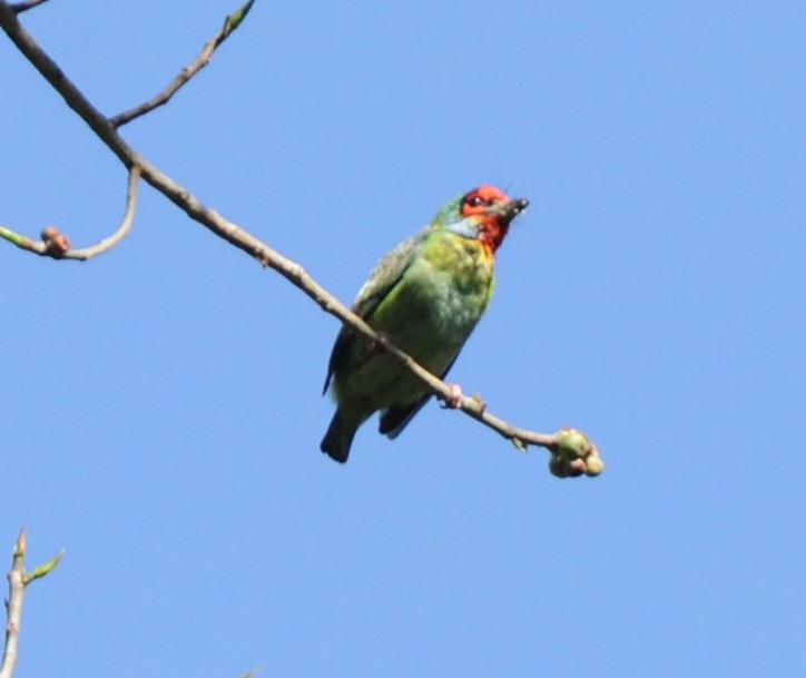 Malabar Barbet - ML316918121