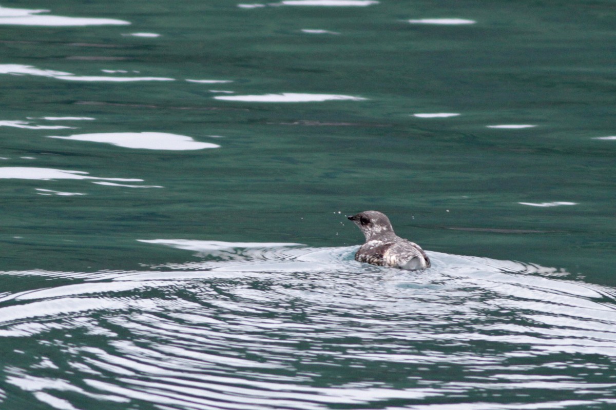 Kittlitz's Murrelet - ML31691821