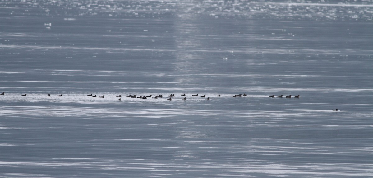 Rhinoceros Auklet - ML31691831