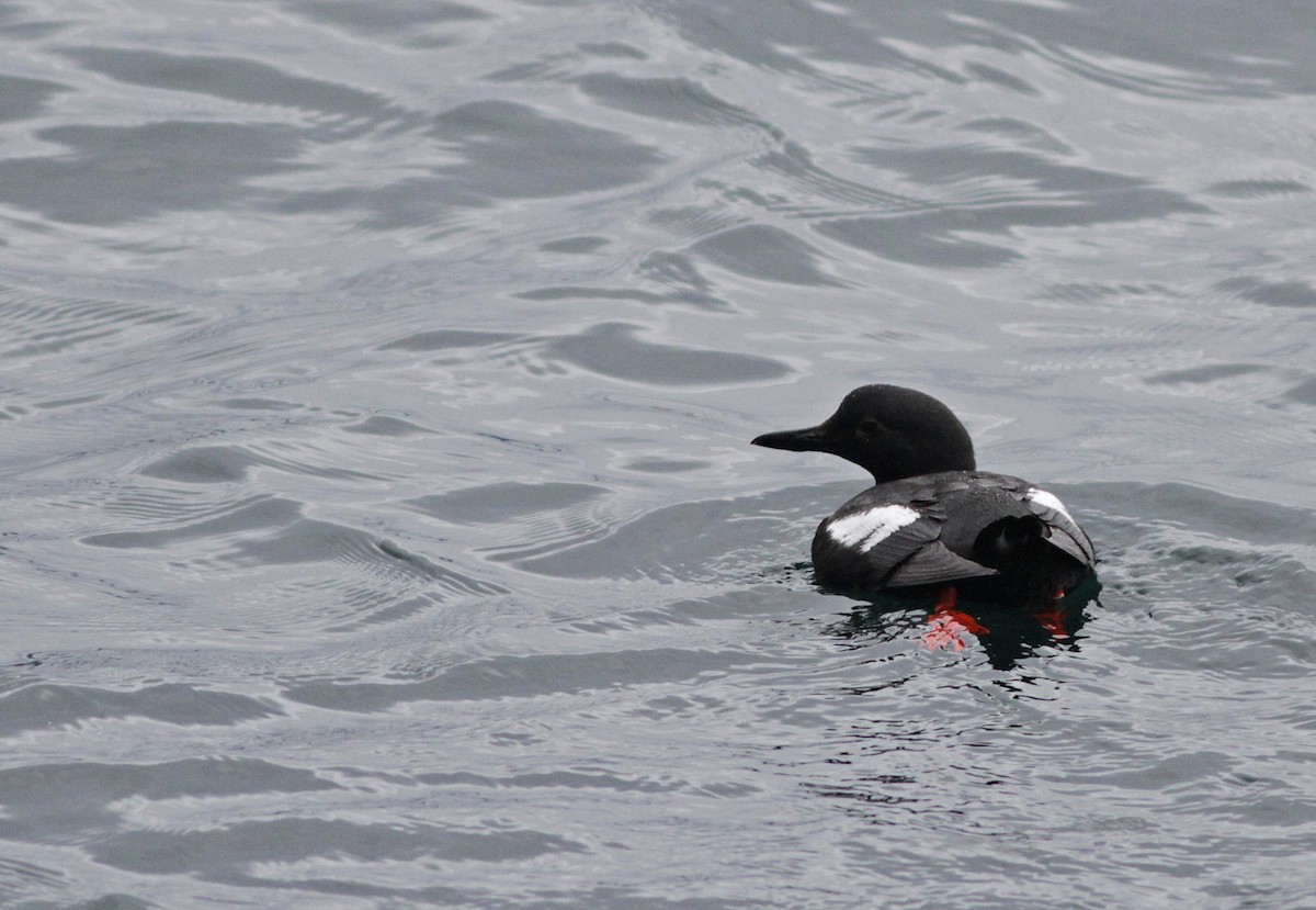 Pigeon Guillemot - ML31691841