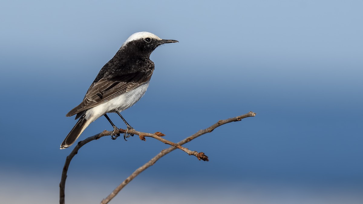 Hooded Wheatear - ML316918971