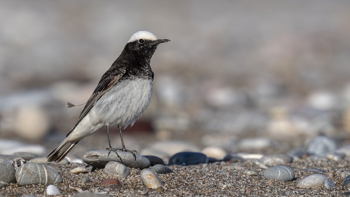 Hooded Wheatear - ML316919061