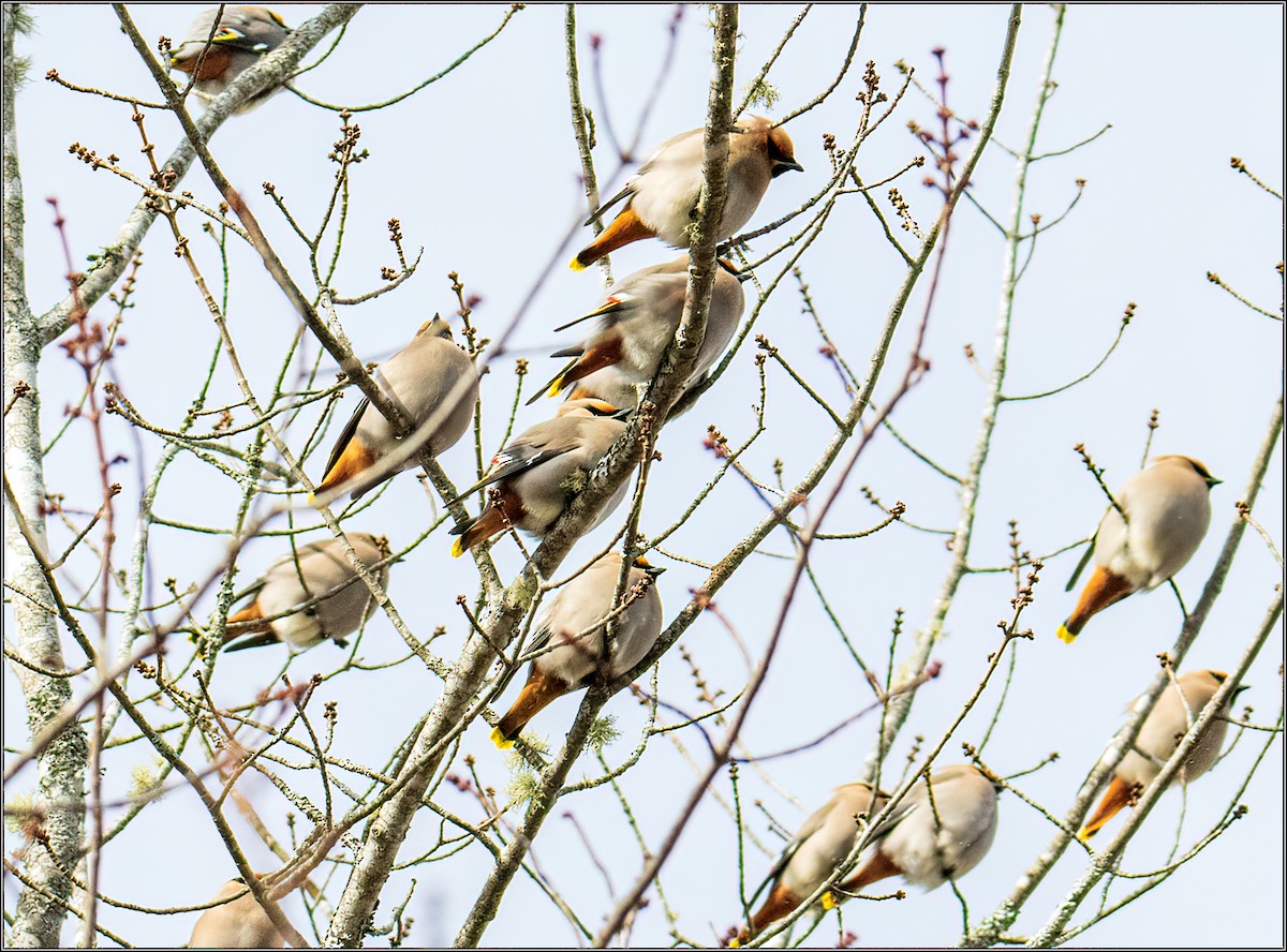 Bohemian Waxwing - ML316919471