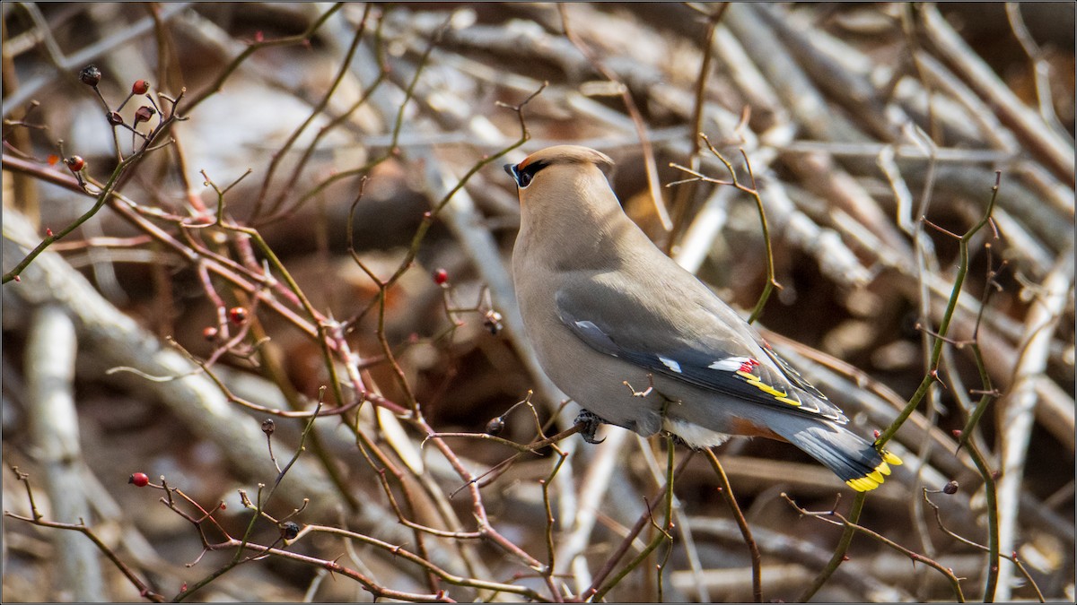 Bohemian Waxwing - ML316919781