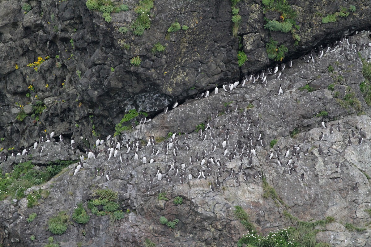 Guillemot marmette - ML31691981