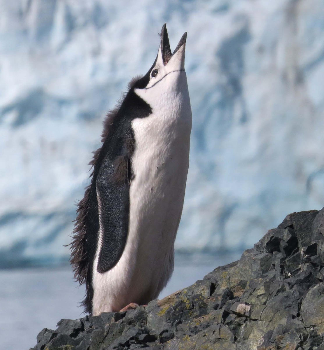 Антарктический пингвин - ML316919851