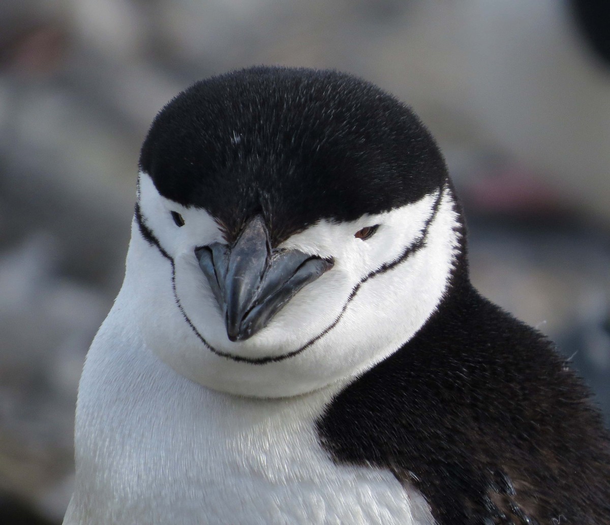 Антарктический пингвин - ML316920021