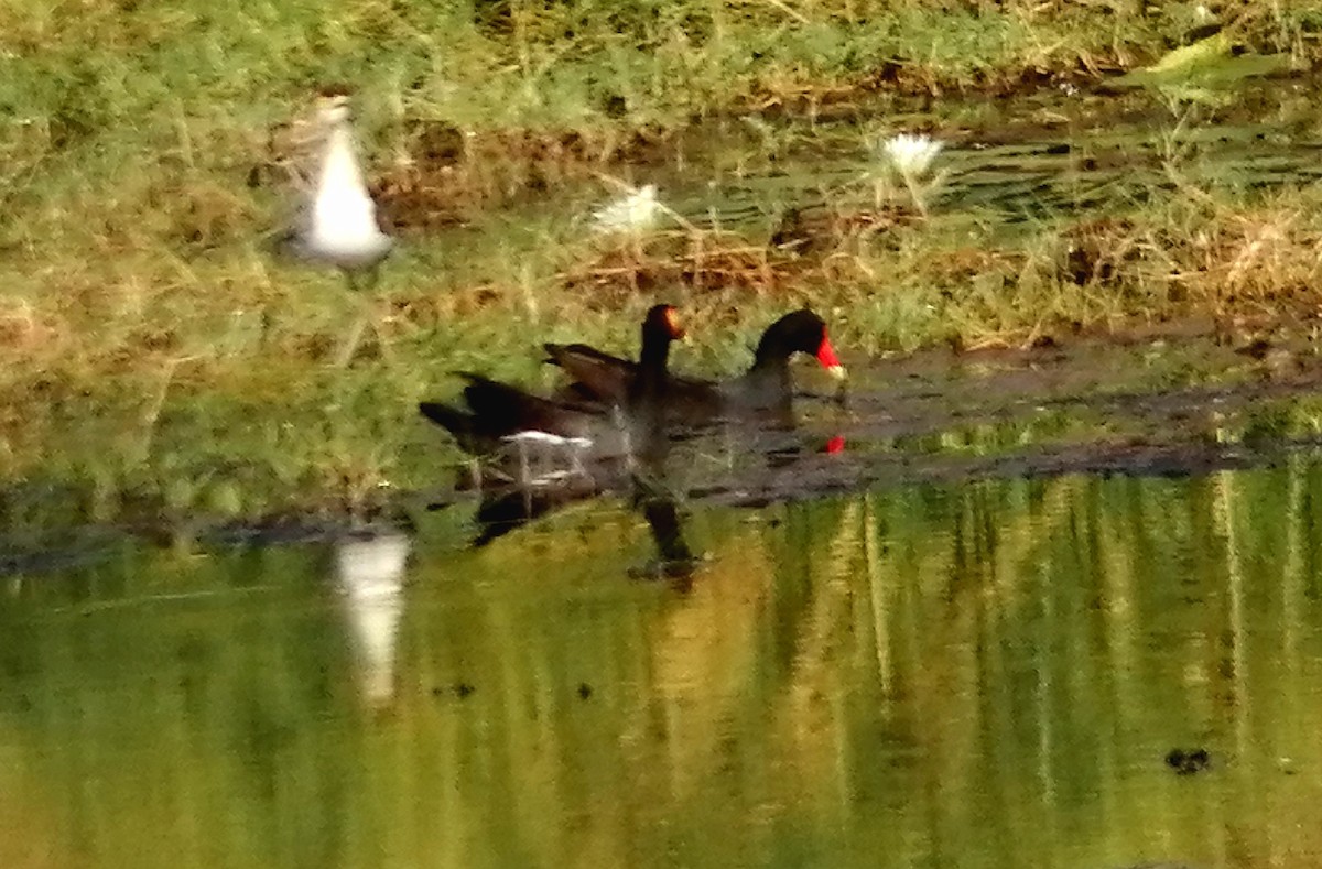 Common Gallinule - ML316920161