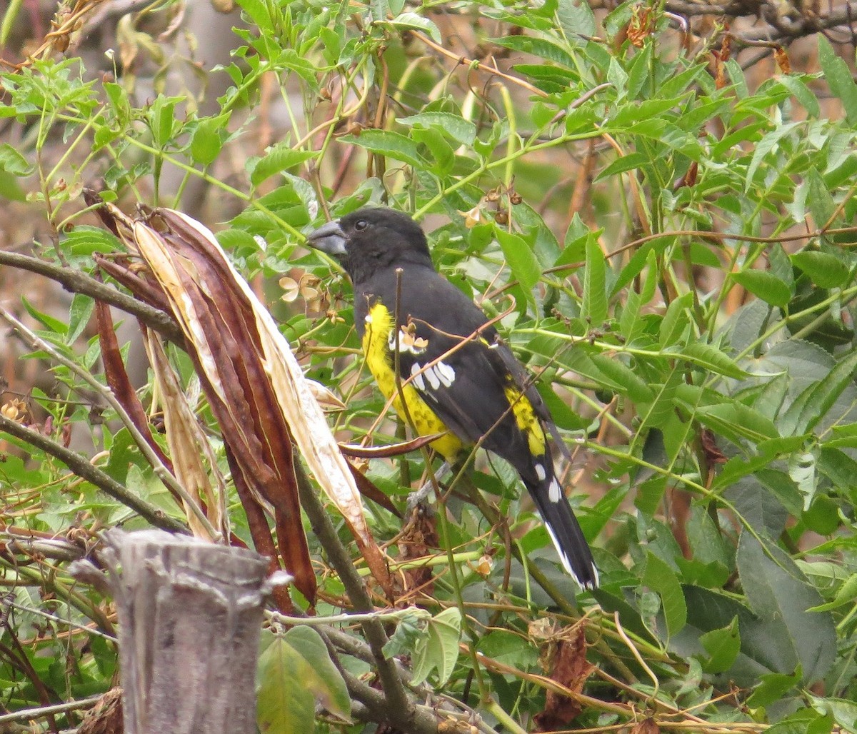 Black-backed Grosbeak - ML31692051