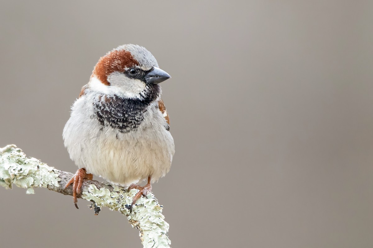 House Sparrow - ML316920511