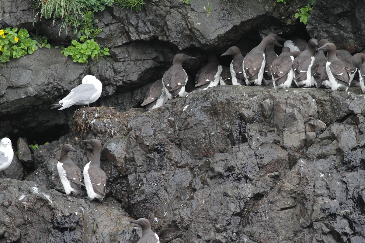 Common Murre - Ian Davies