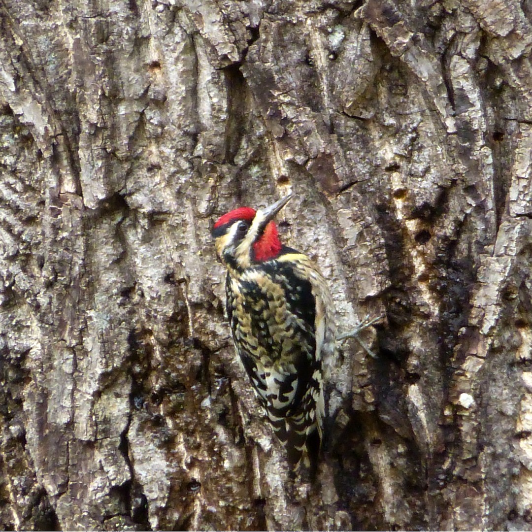 Yellow-bellied Sapsucker - ML316922281