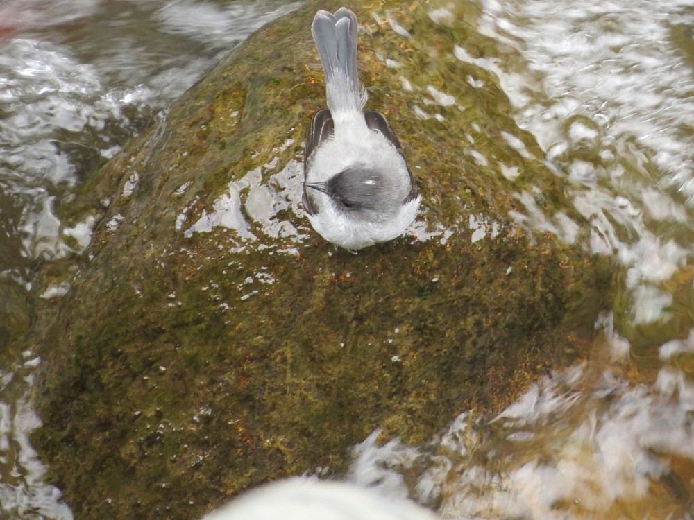 Torrent Tyrannulet - ML31692341