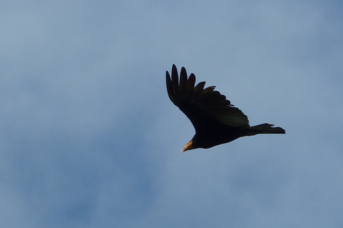 Greater Yellow-headed Vulture - ML316923451
