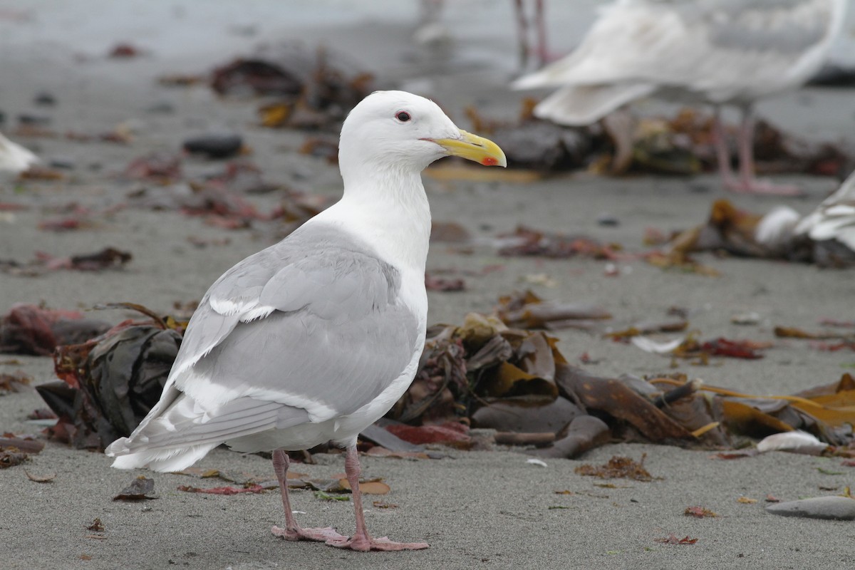 Glaucous-winged Gull - ML31692381