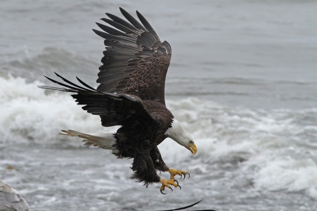 Weißkopf-Seeadler - ML31692591