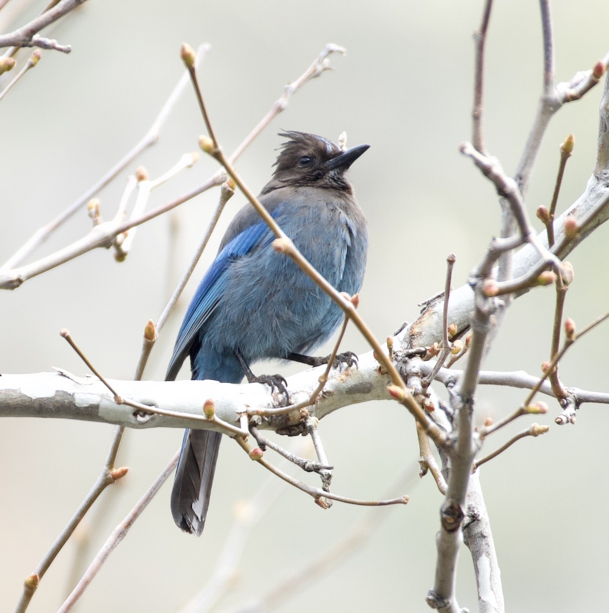 Steller's Jay - ML316926291