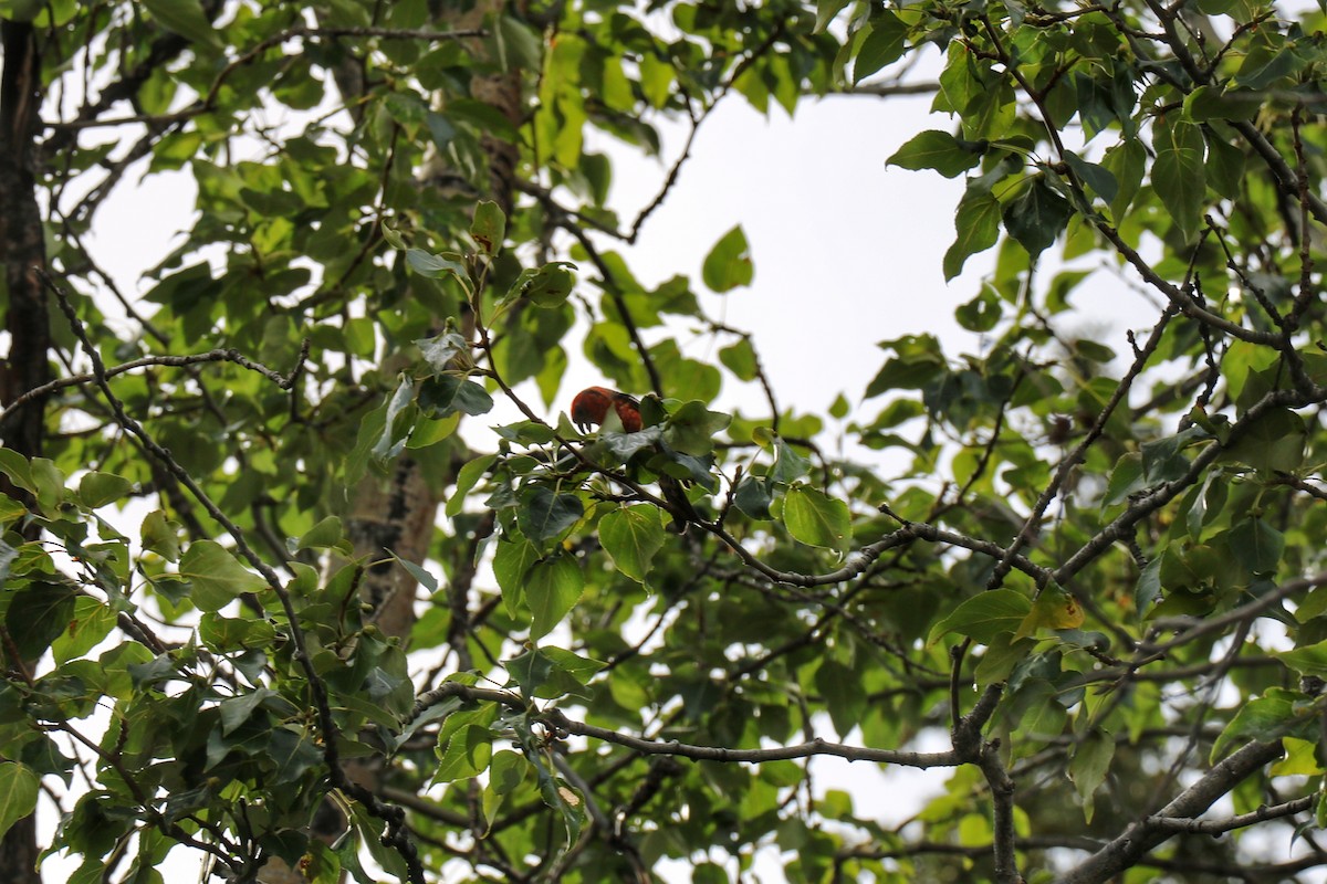 White-winged Crossbill - ML316927231