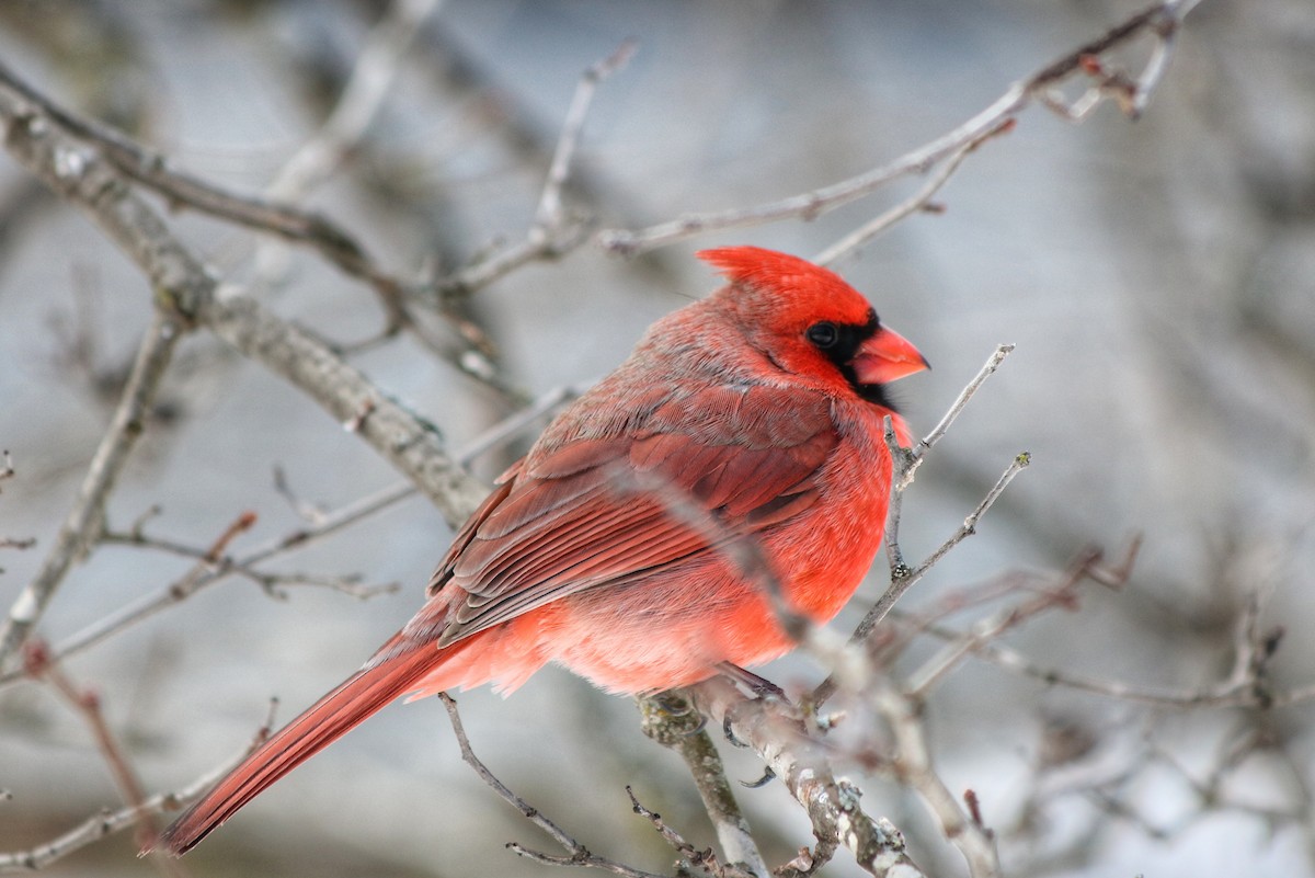 Northern Cardinal - ML316927531