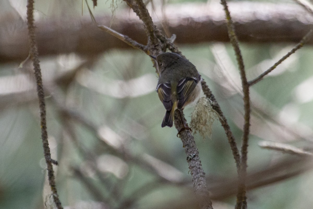 Ruby-crowned Kinglet - ML316930111