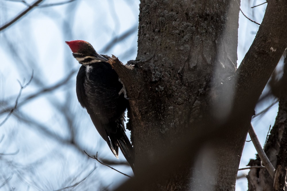 Pileated Woodpecker - ML316930161