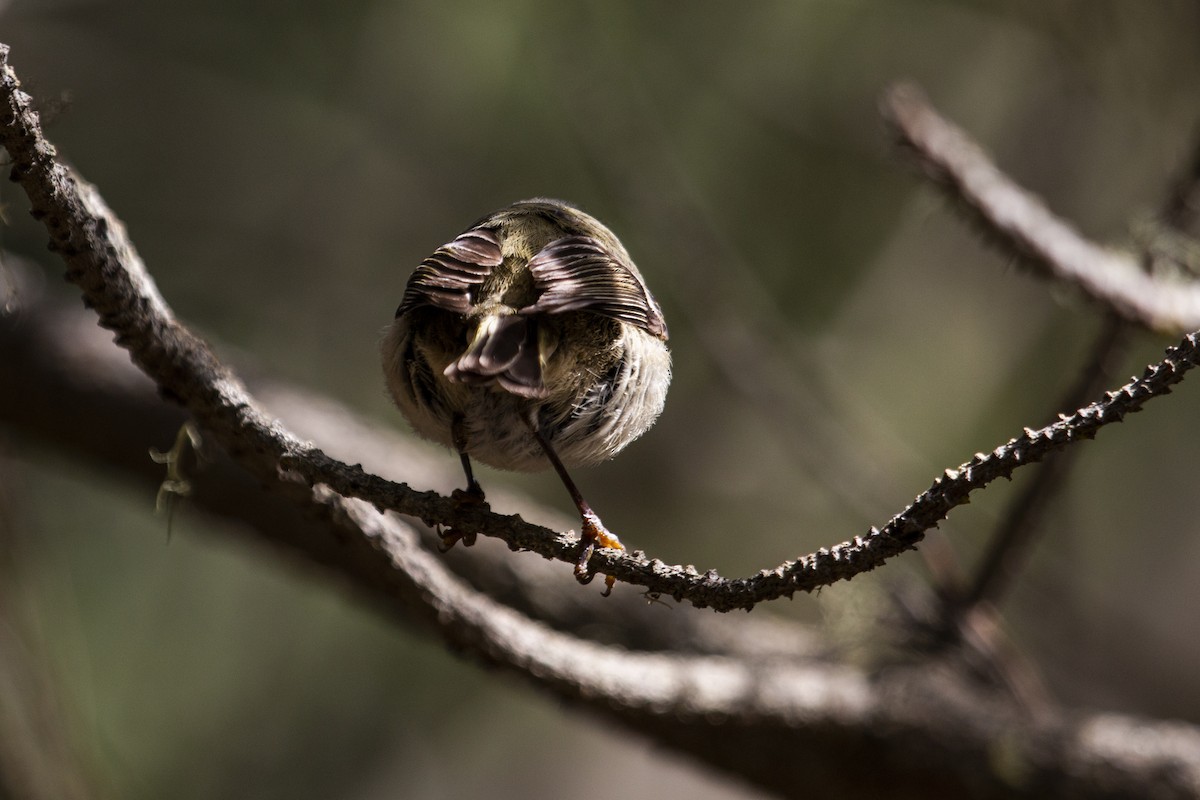 Ruby-crowned Kinglet - ML316930301