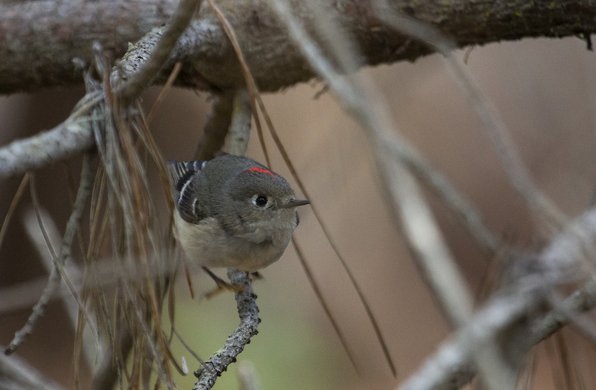 Ruby-crowned Kinglet - ML316930321