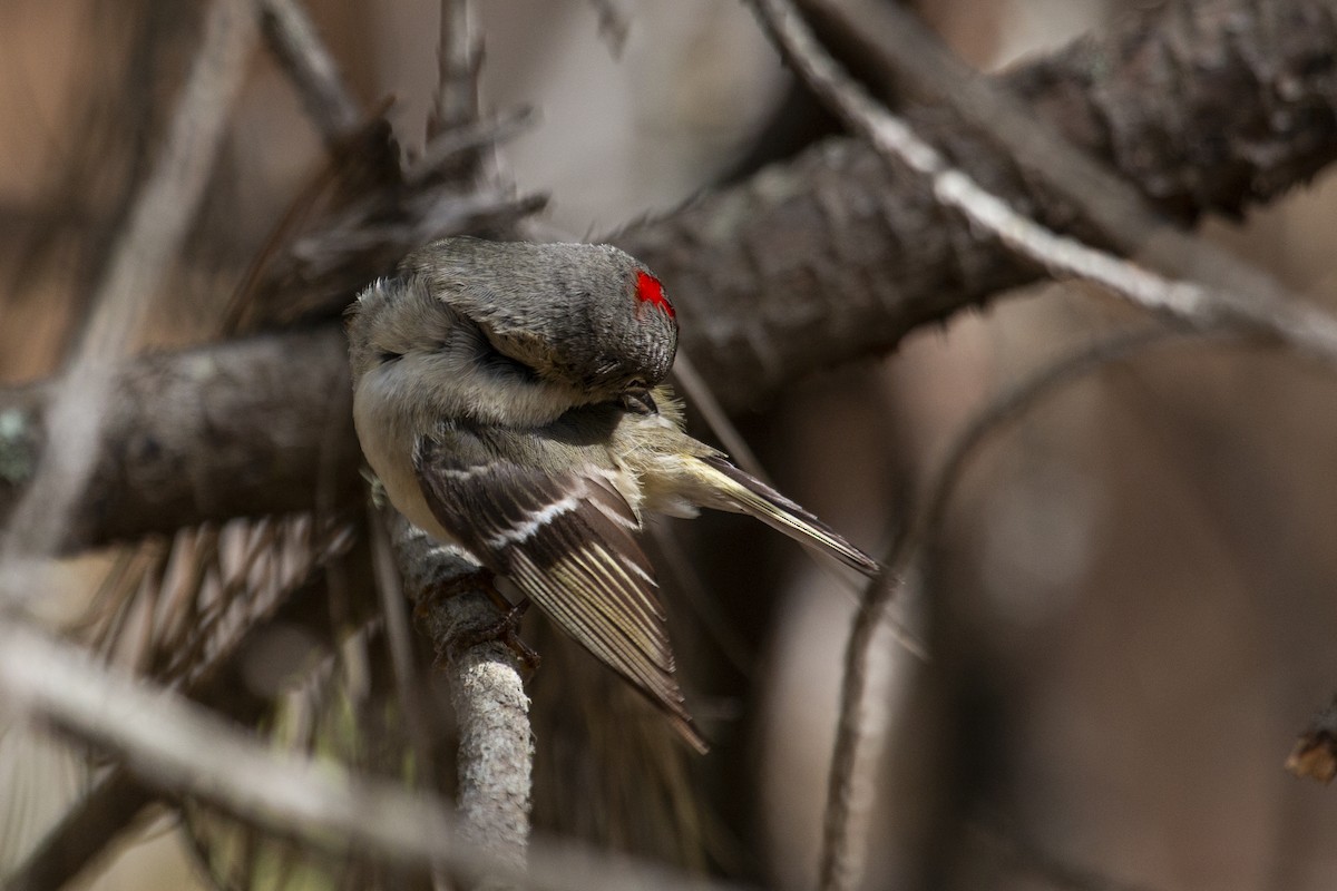 Ruby-crowned Kinglet - ML316930361