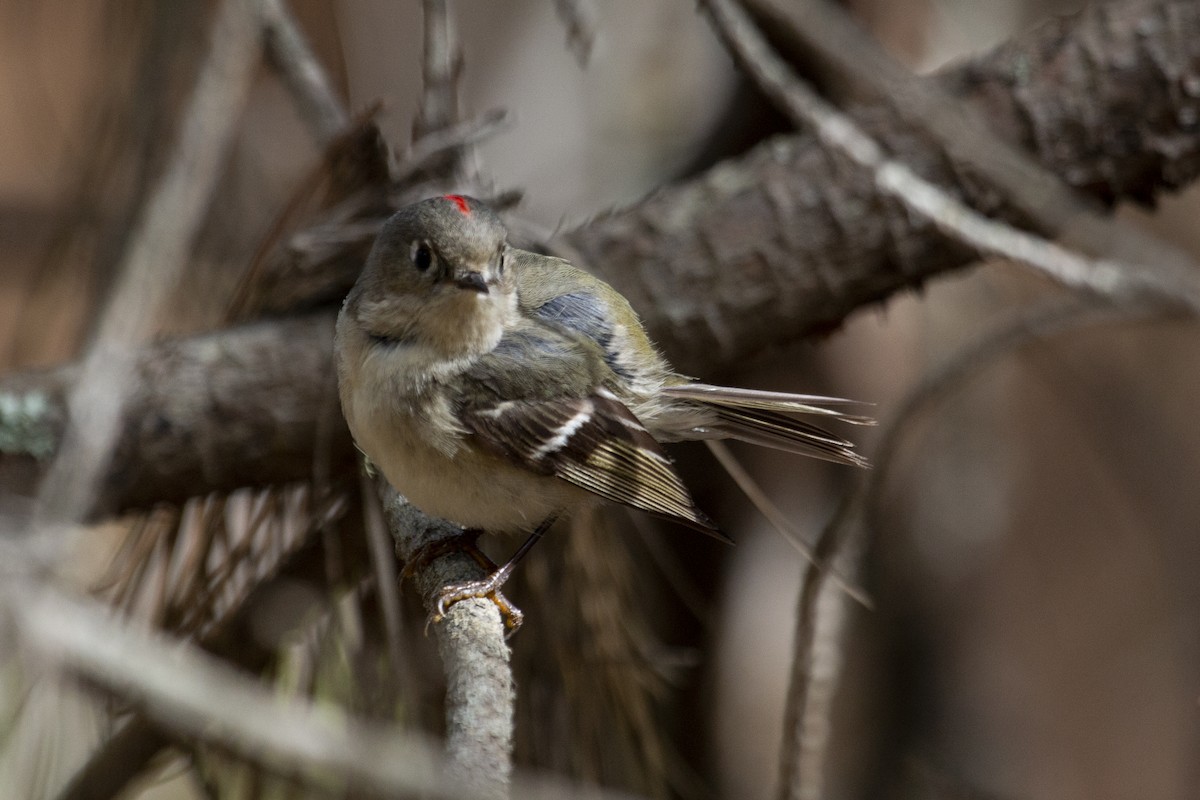 Ruby-crowned Kinglet - Katie Sanborn