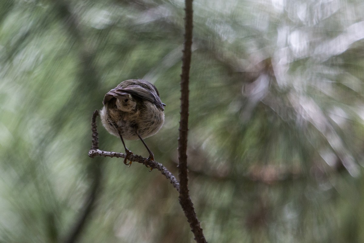 Ruby-crowned Kinglet - ML316930381