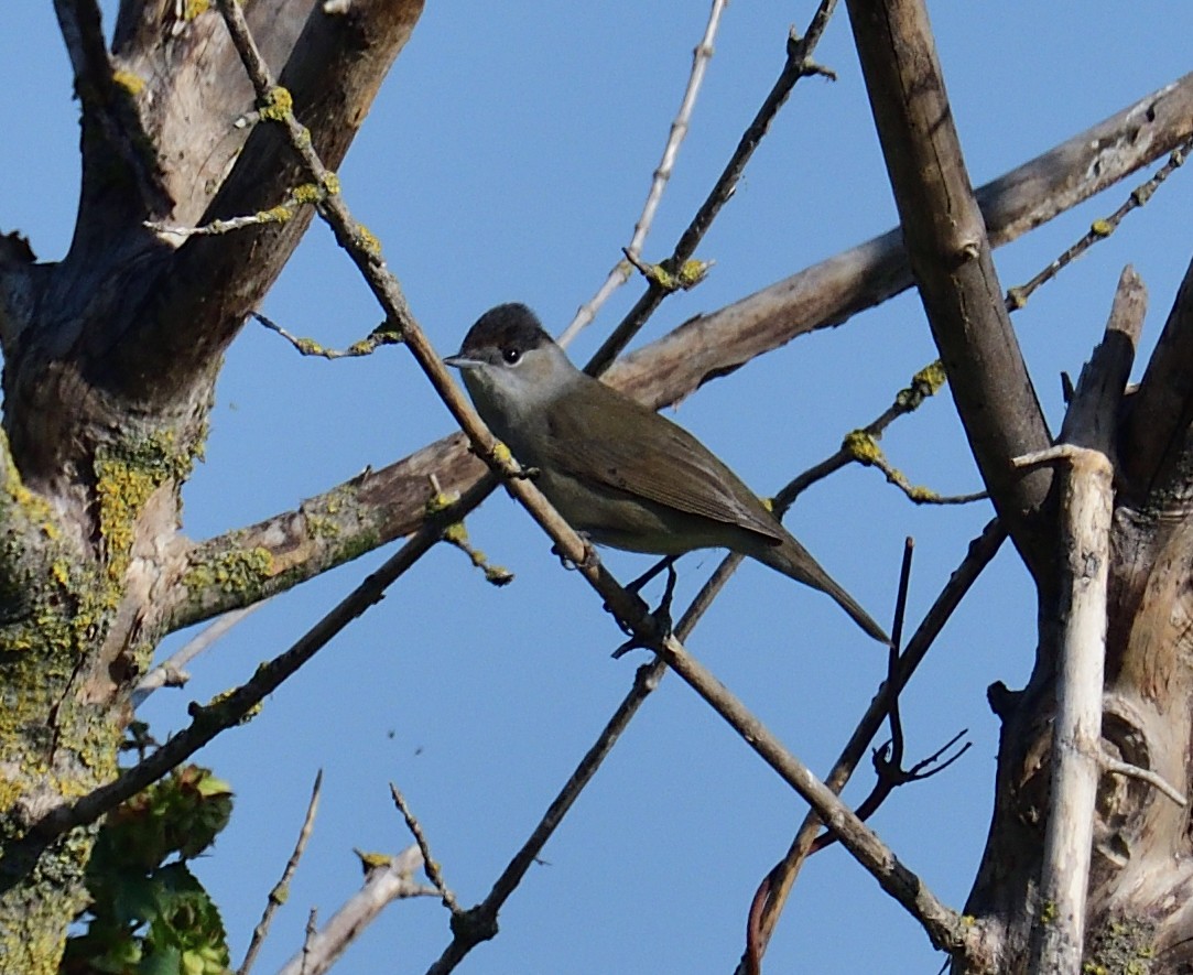 Capinera - ML316931631