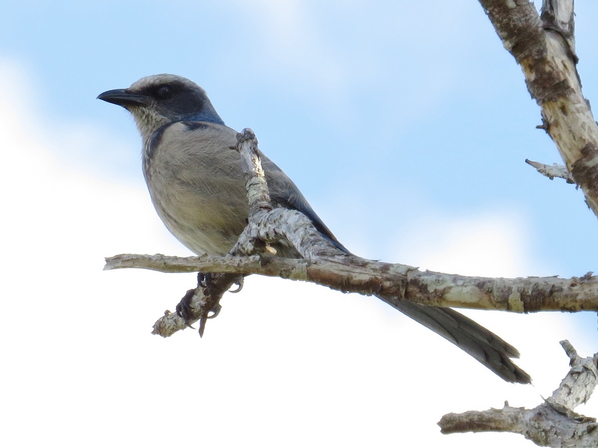 Florida Scrub-Jay - ML316931671