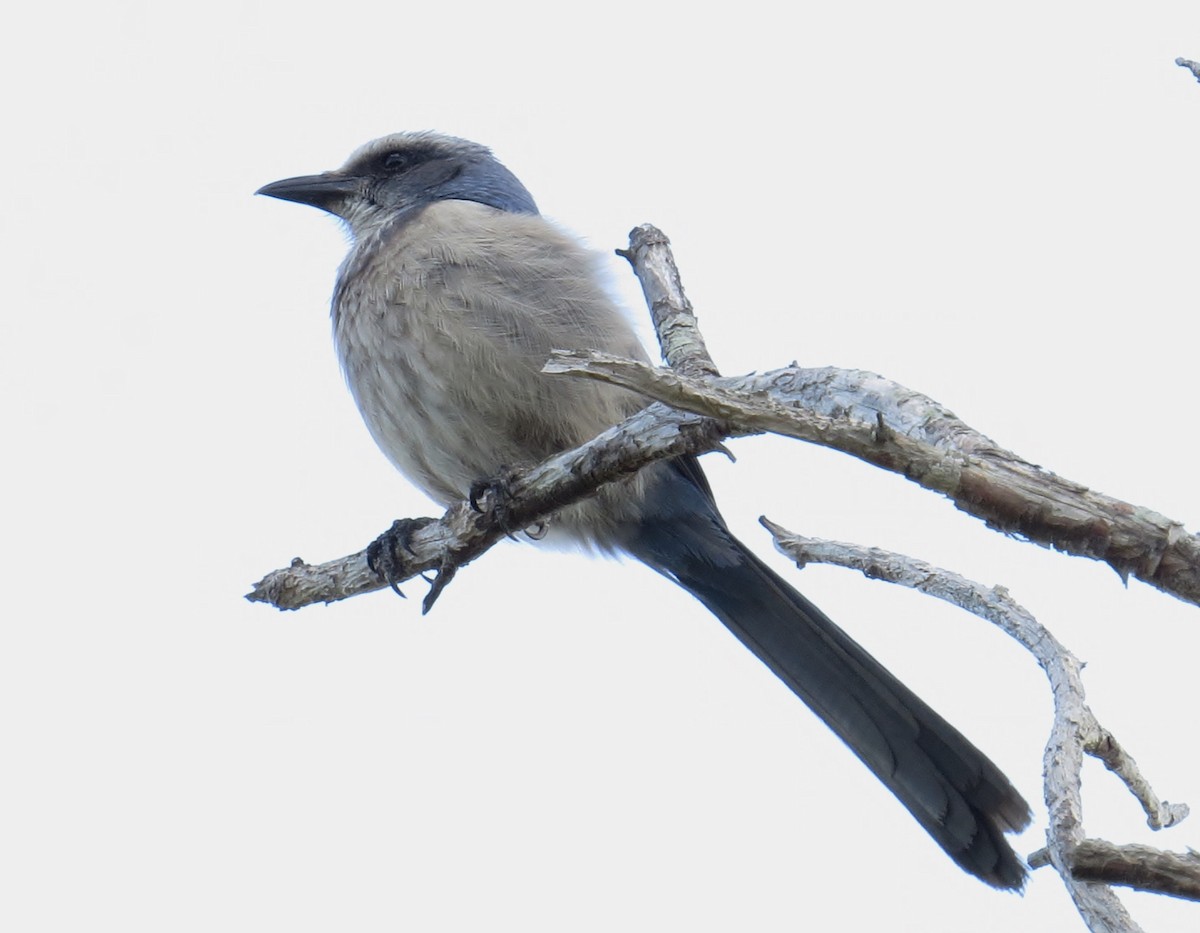 Florida Scrub-Jay - ML316931691