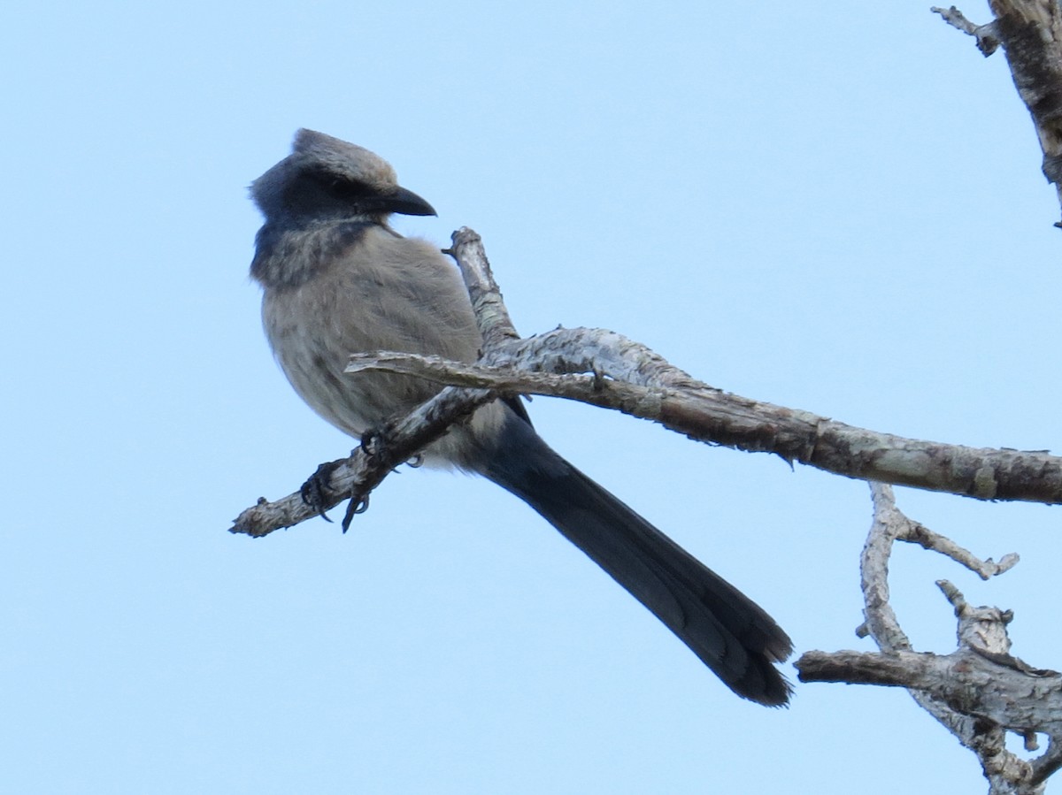 Florida Scrub-Jay - ML316931701