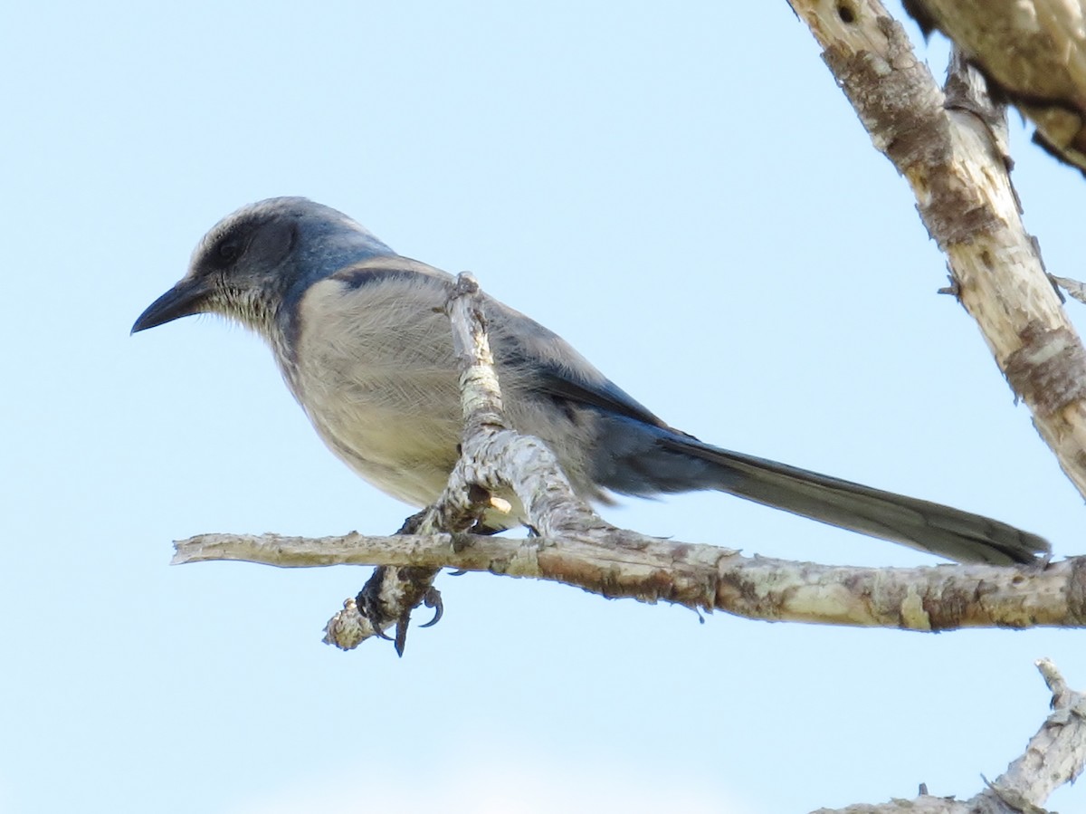 Florida Scrub-Jay - ML316931711