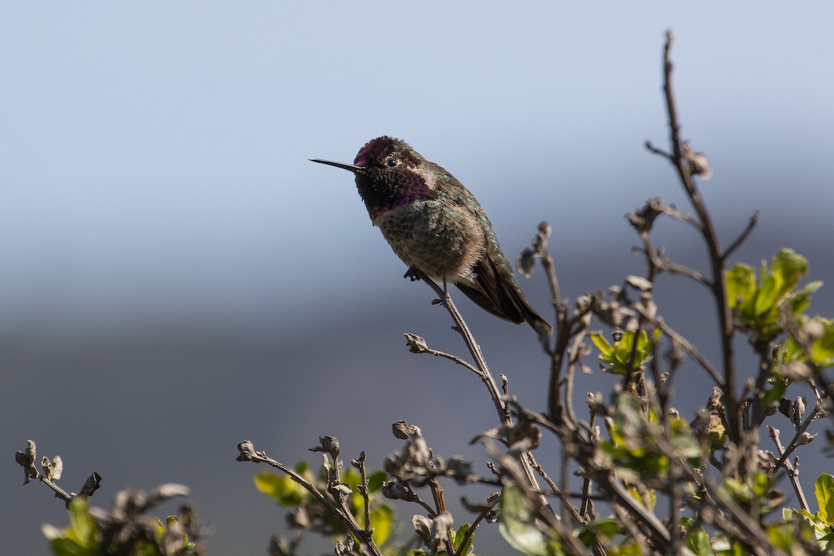 Anna's Hummingbird - ML316931751