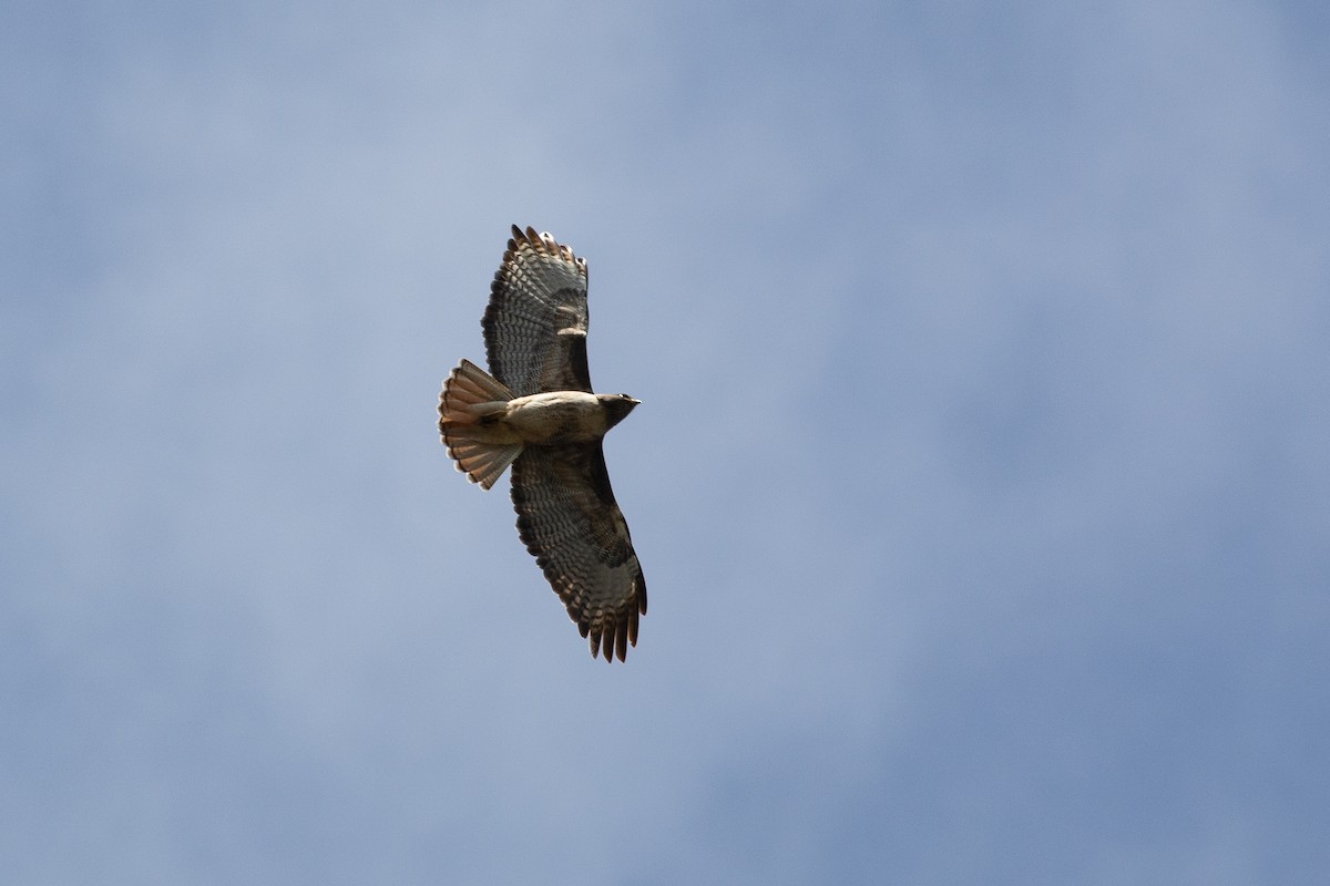 Red-tailed Hawk - ML316931801