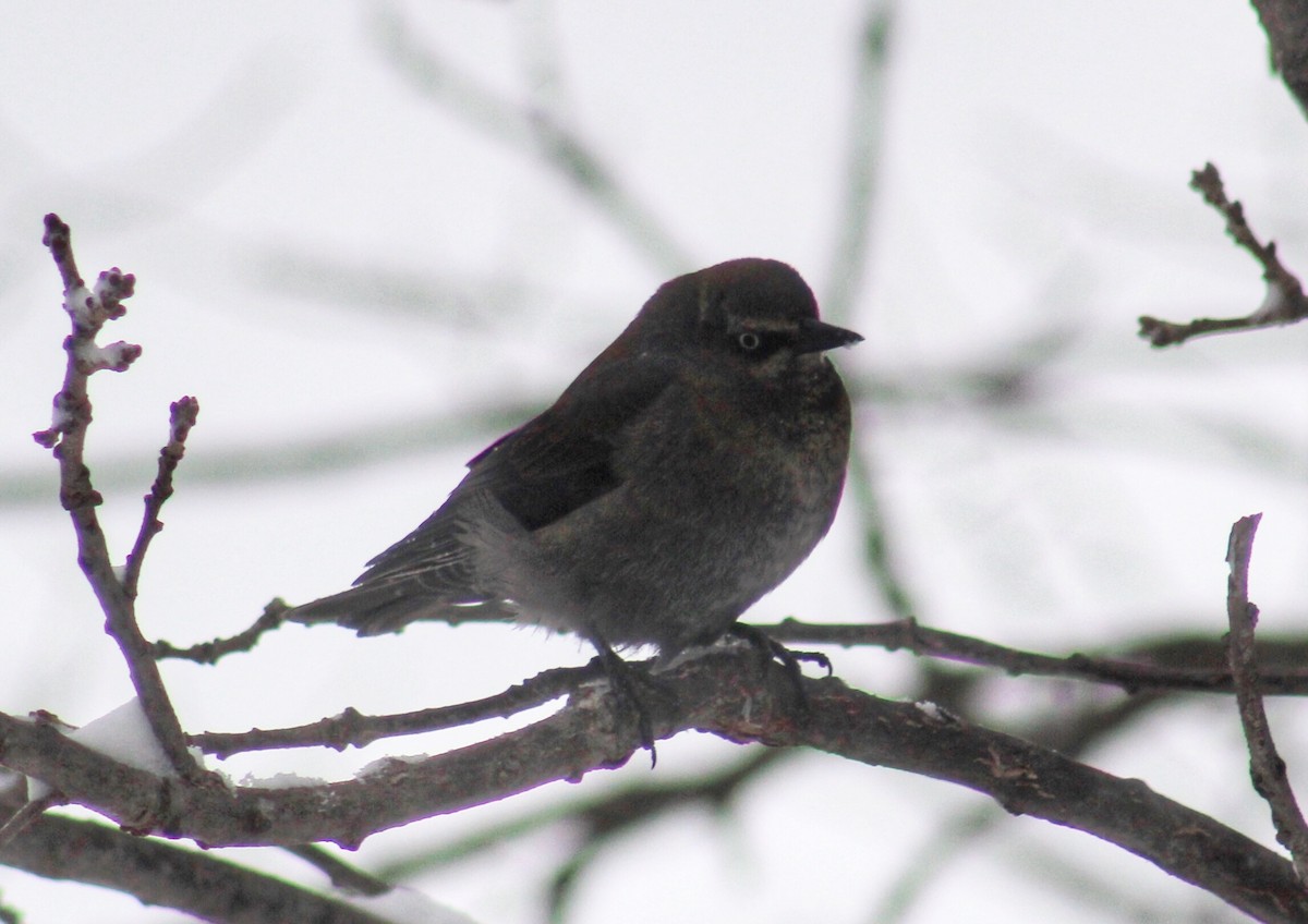 Rusty Blackbird - ML316932711